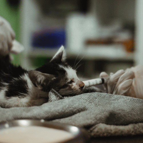 kitten receives medical care