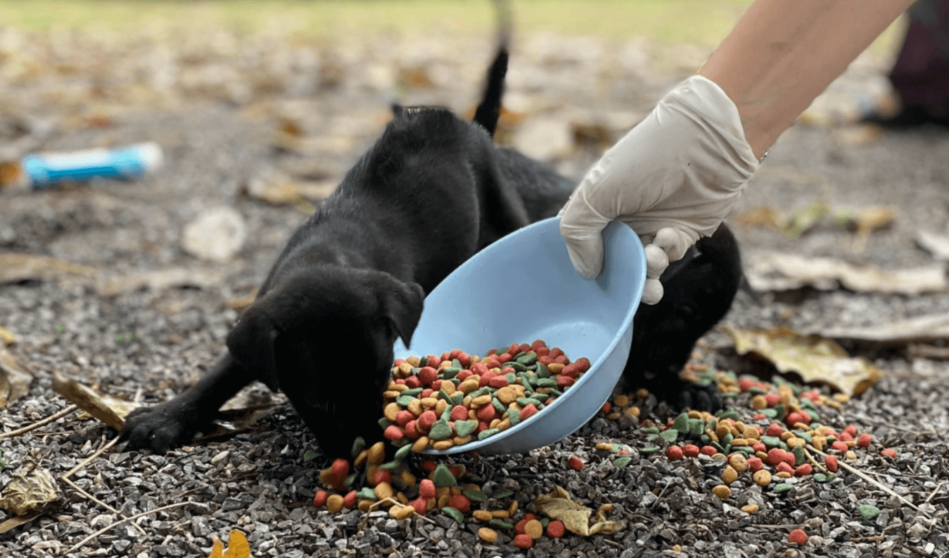 Feeding Run Puppies Homepage