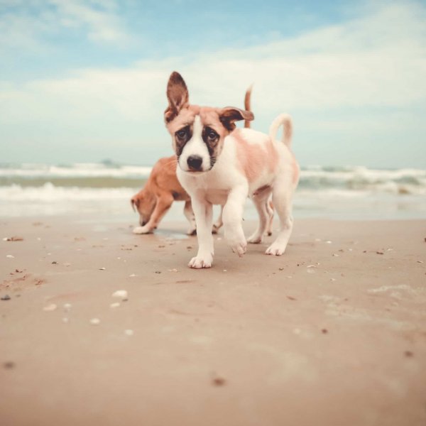 Puppies on beach